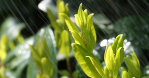 雨后新茶28秒视频