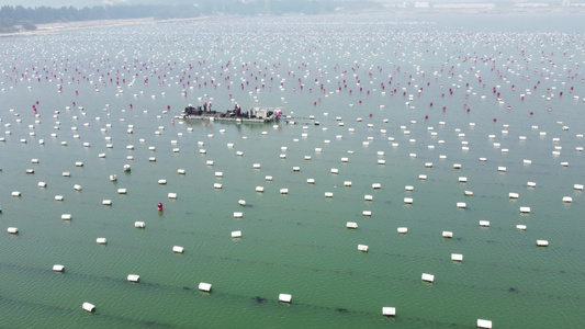 航拍大海海上养殖海水养殖视频