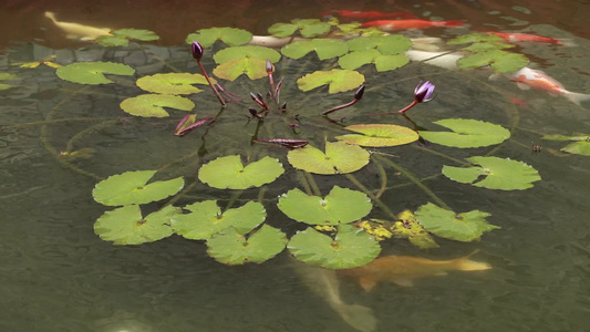 含苞待放的莲花视频