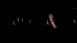 透明通道蜻蜓素材2秒视频