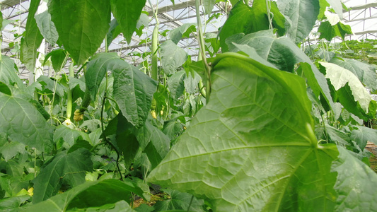 现代农业大棚温室蔬菜种植基地视频