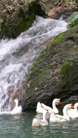 瀑布流水下嬉戏的鹅群实拍43秒视频
