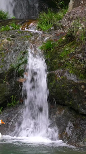 瀑布流水下嬉戏的鹅群实拍视频