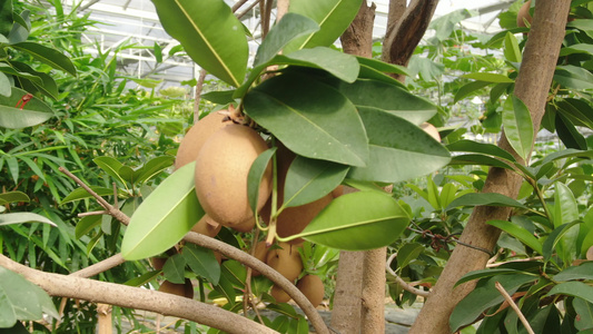 大棚种植亚热带植物[冷棚]视频