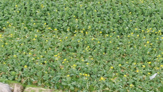 现代农业种植大棚有机蔬菜实拍视频