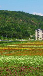 延安南泥湾景区花海航拍红色之旅视频