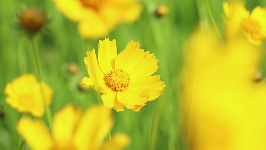 路边野菊花蜜蜂采蜜4K视频