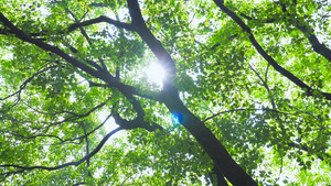 4K实拍夏日风景阳光森林树木光影自然风景空镜13秒视频