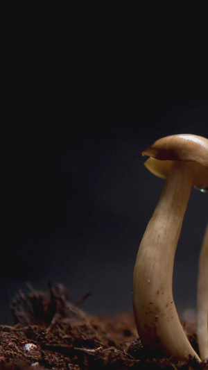 土生长野生菌蘑菇22秒视频