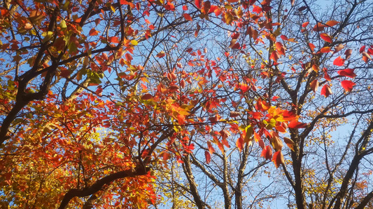秋天枯黄树枝树叶植物 视频