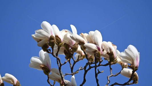 春天蓝天背景下盛开的白色玉兰花视频