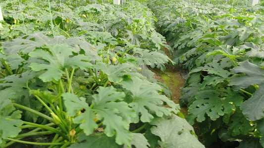现代农业大棚温室蔬菜种植基地视频