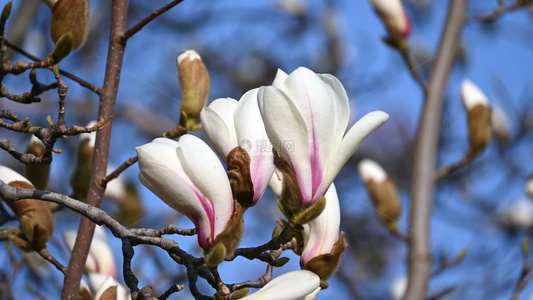 春天蓝天背景下盛开的白色玉兰花视频