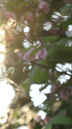 春天阳光明媚樱花盛开素材明媚阳光37秒视频