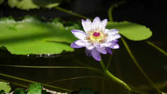 【镜头合集】紫色莲花荷花视频