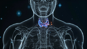 3d人体医疗甲状腺动画8秒视频
