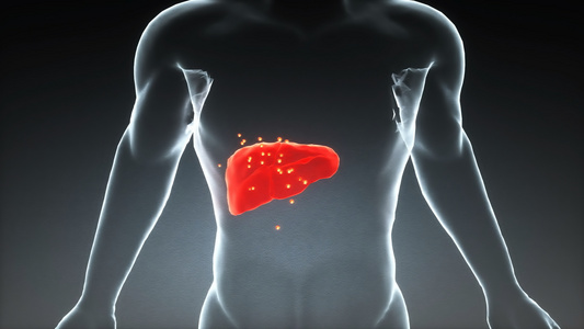 3d人体医疗肝脏动画 视频