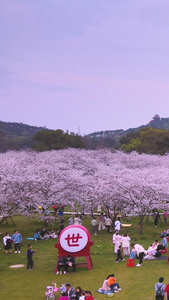 航拍世界赏樱胜地武汉东湖樱花园全景素材樱花季视频