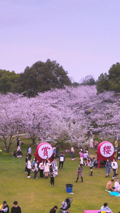 航拍世界赏樱胜地武汉东湖樱花园全景素材樱花季视频