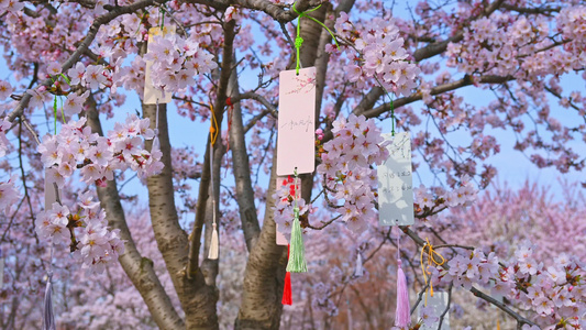 春天盛开的樱花树祈福人文风光视频