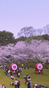 航拍世界赏樱胜地武汉东湖樱花园全景素材樱花素材视频