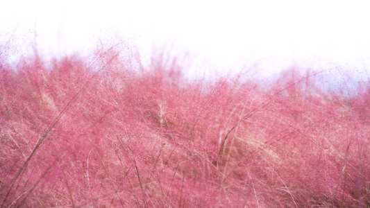 4K秋季粉黛花丛特写实拍素材[娇丽]视频