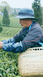 实拍茶园茶农采茶视频素材视频