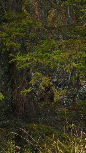 林中的野生动物麋鹿驯鹿鹿秋季动物65秒视频