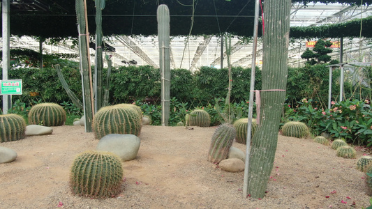 大棚种植亚热带植物[冷棚]视频