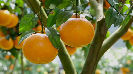 果园成熟金灿灿的橘子视频
