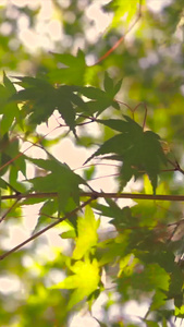 实拍秋天景色枫叶飘动阳光穿过树叶树影视频