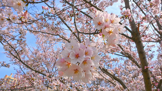 春天盛开的樱花树花朵随风摇曳视频