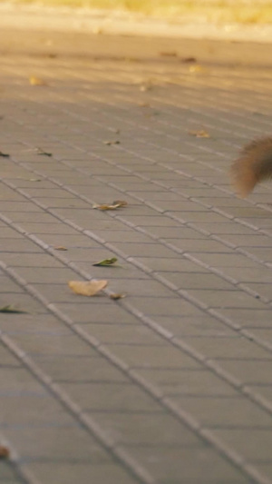 城市公园里上蹿下跳的松鼠亲近自然9秒视频