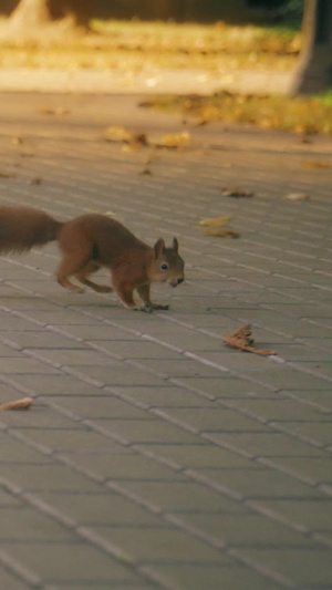 城市公园里上蹿下跳的松鼠和谐社会9秒视频