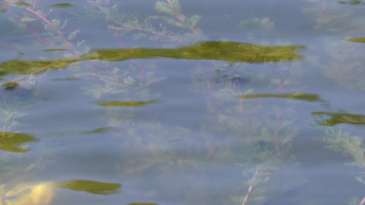 锦鲤金鱼鲤鱼观赏鱼池塘养鱼视频