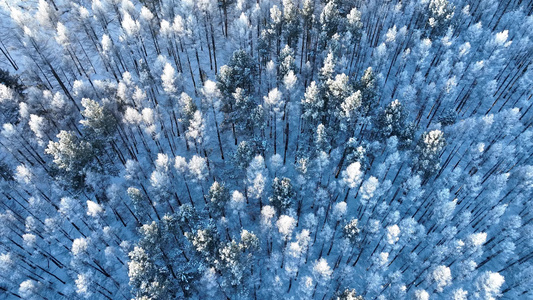 俯拍松树林雾凇雪景视频