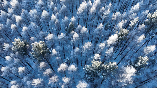 俯拍松树林雾凇雪景视频