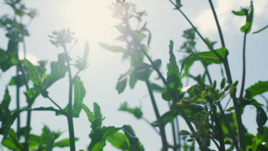 夏季花卉种植花园在阳光明媚的天空白天视频