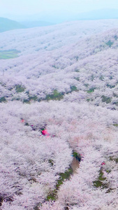 航拍黄蜡白色贵州樱花园素材白色樱花视频