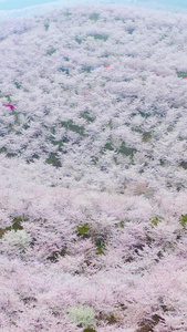 航拍黄蜡白色贵州樱花园素材平坝樱花园视频
