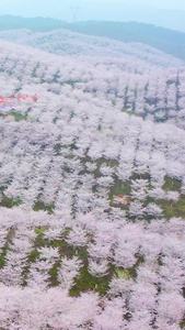 航拍黄蜡白色贵州樱花园素材黄蜡樱花园视频