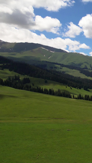 5A景区那拉提草原万花谷景观区航拍视频国家风景名胜区43秒视频