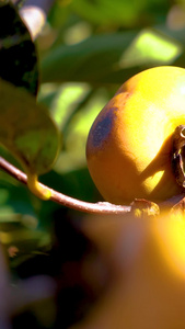 秋天丰收的季节手抚摸柿子摘水果视频