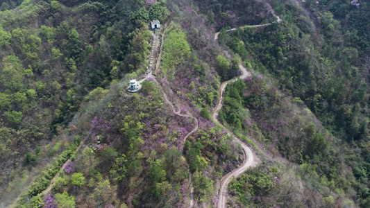 满山遍野紫荆花山花风光航拍视频