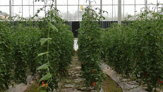 大棚温室有机蔬菜种植基地视频