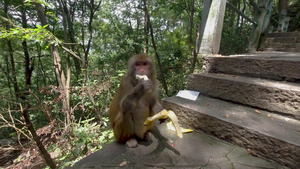 山上的猴子吃香蕉实拍4K素材24秒视频