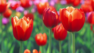 春天在开花场上露出红郁金花蕾9秒视频