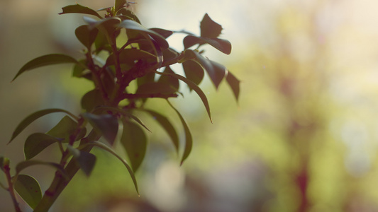 生长在阳光花园中的充满活力的绿色植物枝条视频