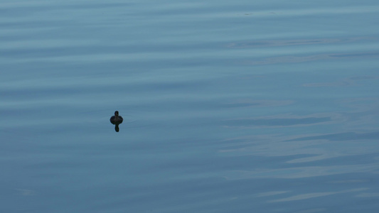 傍晚湖水中的鸭子视频素材视频