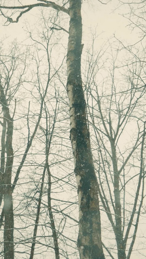 寒冬傍晚枯萎的森林飘落着雪花空镜头14秒视频